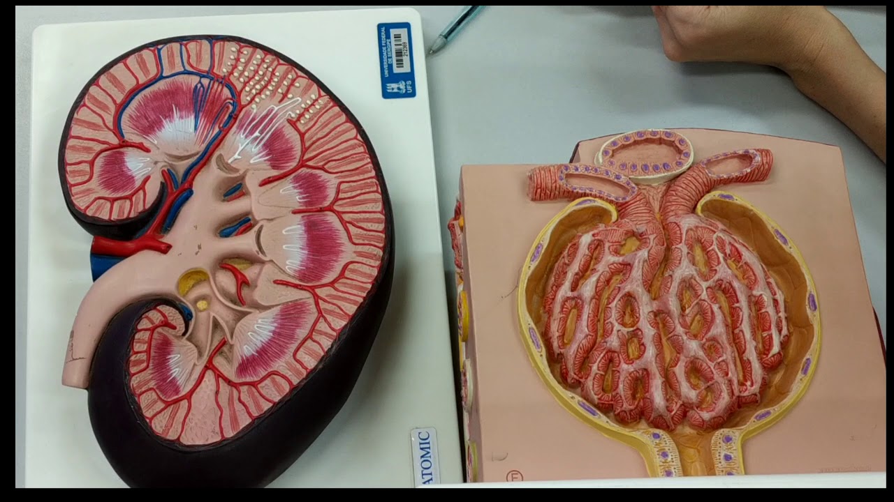 Histologia do rim   Modelo sintético