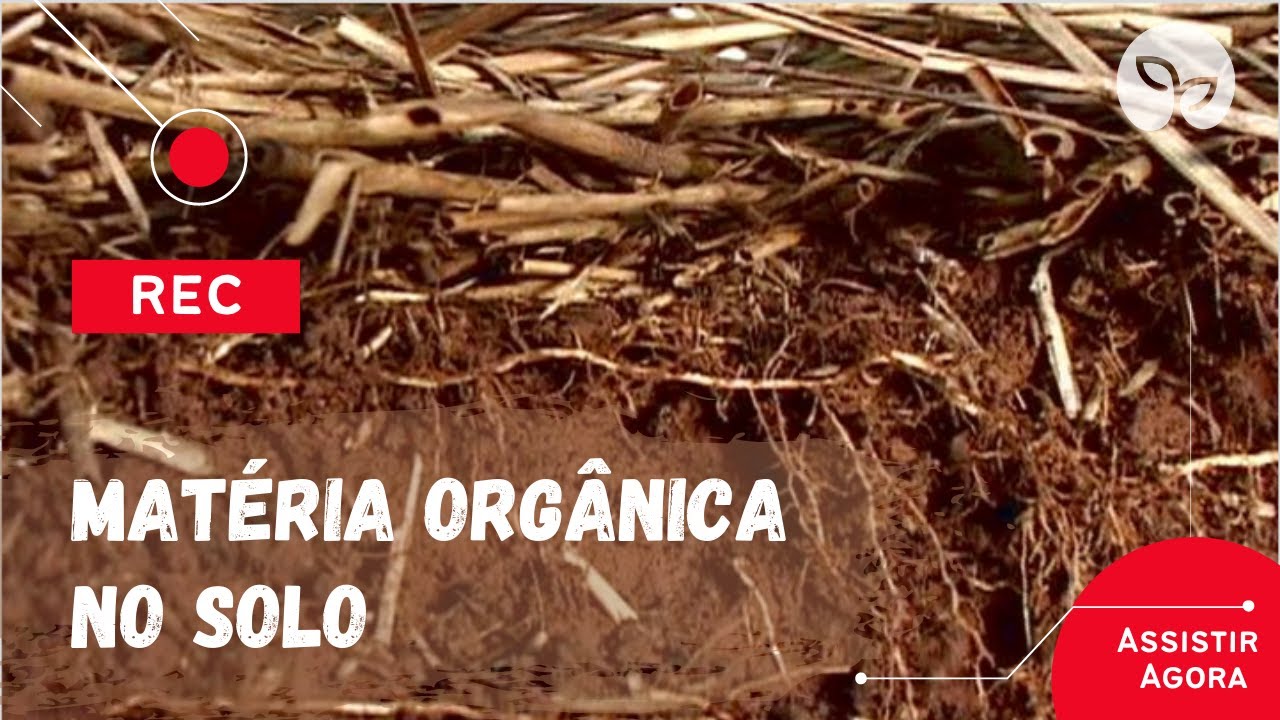 MATÉRIA ORGÂNICA | Como construir um solo rico e vivo!