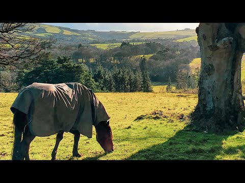 Discover Enniskerry, County Wicklow, Ireland Travel 2022 ☘️🇮🇪