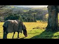 Discover Enniskerry County Wicklow Ireland Travel 2022 ️