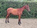 Forefields Gemini