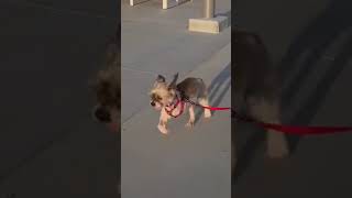 Video preview image #1 Shih Tzu-Unknown Mix Puppy For Sale in Newport Beach, CA, USA