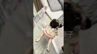 パグの日常Vlog #パグ #日常vlog #犬 #shorts