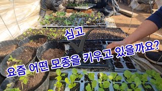 요즘엔 어떤걸 심고 어떤 모종이 자리고 있을까요? 귀농귀촌 주말농장 텃밭