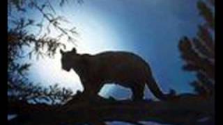 Nothing but the Taillights