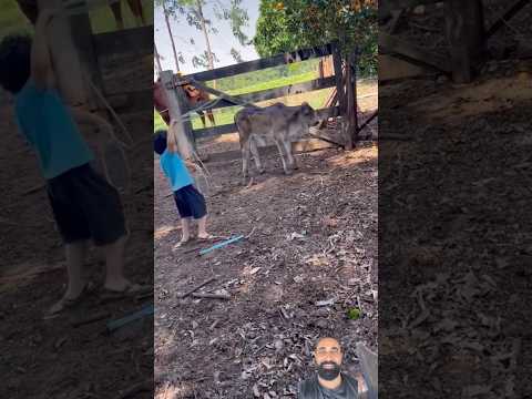 #coresesaboresdocampo #gado #pecuarista #sabiadocampo #agro #vidanocampo #cowboys #viral #mirim
