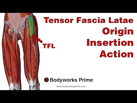 Tensor Fasciae Latae (TFL) Anatomy: Origin, Insertion & Action