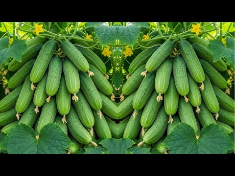🔴 LIVE 🌱 row Cucumbers in Pots — Full Guide From Seed to Harvest! 🌱🥒 |   #livestream #live