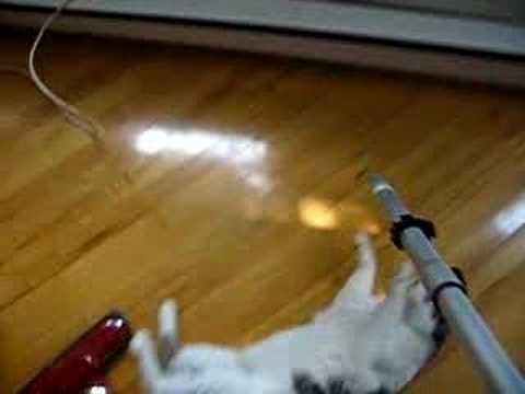 Vacuum Cleaning the cat.