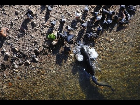 In Russia large catfish hunt pigeons!!!