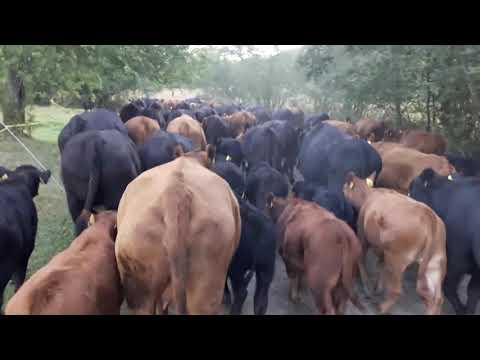 Angus goveda odlazak na pašnjak...