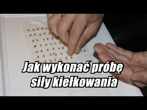 Młot Thora zawieszka kupić w Mińsku Lek na zwiększenie potencji u mężczyzn w aptece