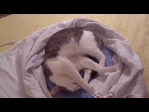 FUNNY CATS LINA & LUANA - LUANA