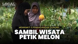 Surga Tersembunyi di Lintau Tanah Datar Sumatera Barat, Wisata Petik Melon