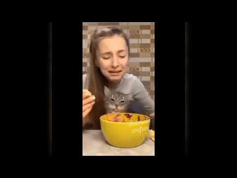 Baby Cats _ Cute and Funny Cat Videos Compilation #animals  #funny  || Funny Animals With Mohsin