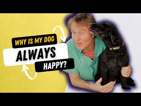 Why Is Your Dog Happier Than You?
