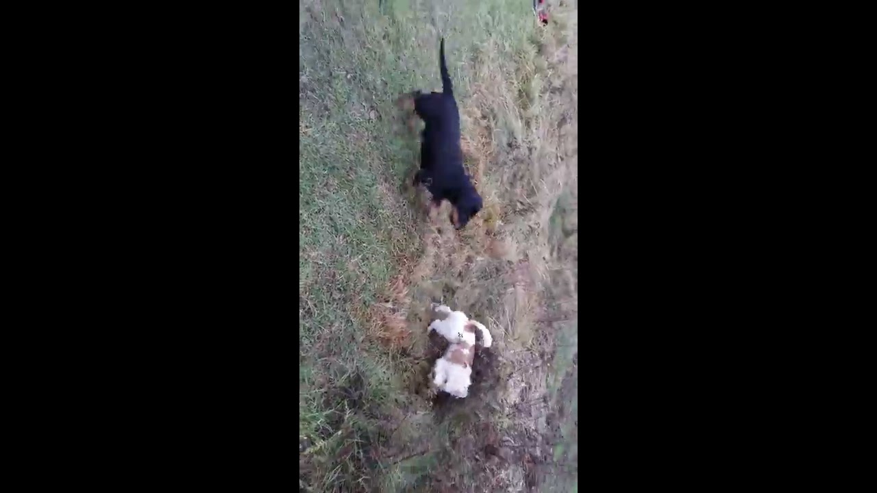 COAPE - sytuacja na spacerze - Rolek i Jamnik