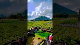 Download lagu Langgam Jawa Teman Ngopi #shorts #prasetyocs #campursari mp3