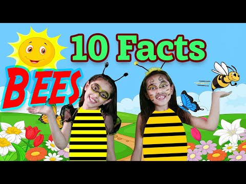 Top Bee Facts for Kids | Facts about Honey Bees | Bee Facts for Kids