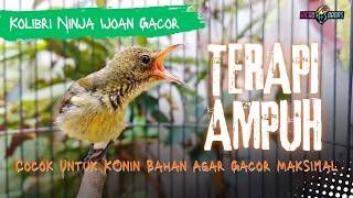 Download lagu KONIN IJOAN GACOR UNTUK TERAPI DAN PANCINGAN KOLIBRI AGAR BUNYI GACOR mp3