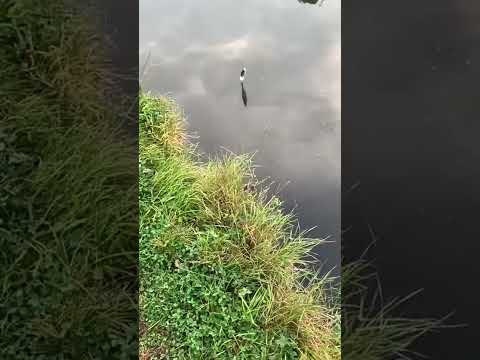 ~子甄彣璟~三本鉤線組 雙鉤鋼絲線組 鋼絲鉤 帶彈簧鎖針 三本鉤 三爪錨魚鉤 假餌路亞鉤線組