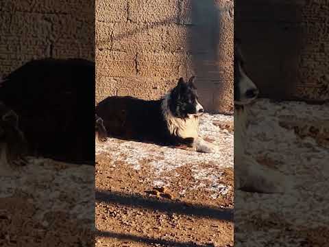 Mañana Fría Por Río Mayo Chubut Argentina