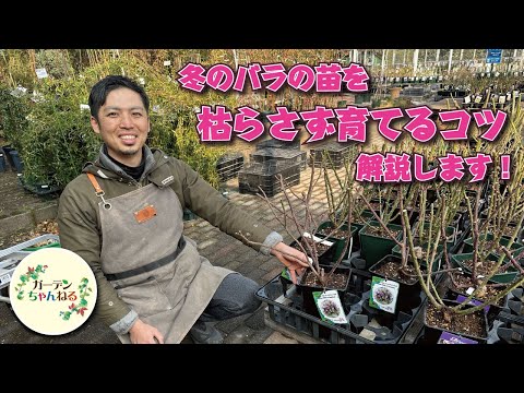 冬の牡丹の世話はどうすればいいですか？彼らを守るための手順を見つけてください!  庭園