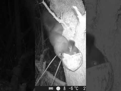 Veverka u krmítka #wildlife #fotopast #squirrel