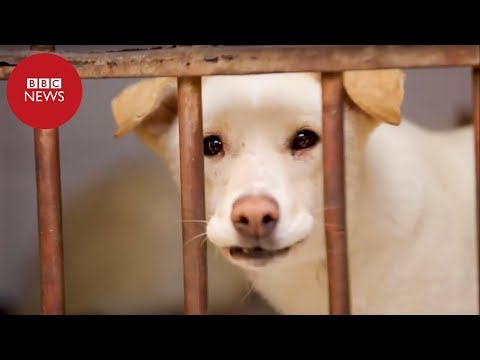 Por que planos de 'exportar' cães vira-latas do Egito causaram polêmica