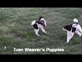 Miniature Poodle dogs for sale: Amos - Video 1