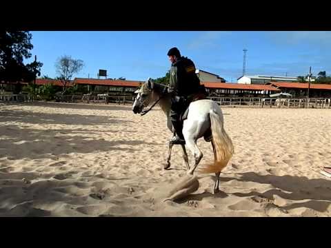 Cavalaria PMCE Parte 1