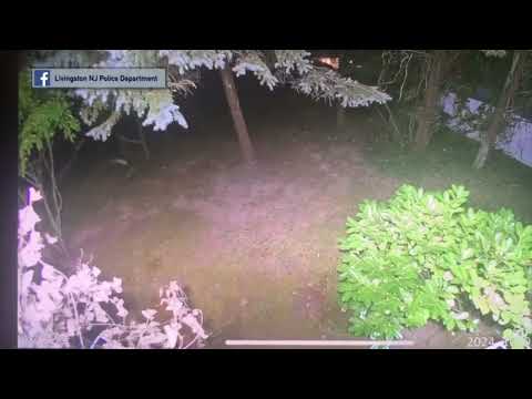 Livingston Police Fireworks