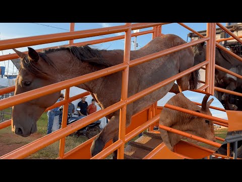 Desembarcando os animais de rodeio em  DOURADINA (PR)