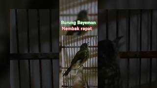 Download lagu Burung Bayeman / siri-siri besar nembak rapat. #burung #kicaumania #birds #kicaumanianusantara mp3 Download lagu Burung Bayeman / siri-siri besar nembak rapat. #burung #kicaumania #birds #kicaumanianusantara mp3
