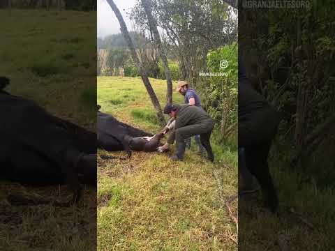 Parto en la Granja El Tesoro #salidaspedagogicas #silovivesloaprendes #tuta #boyaca #granjafamiliar