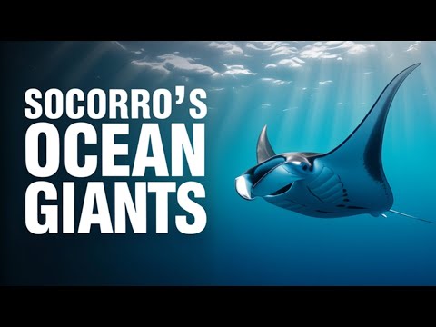 Diving a Remote Liveaboard in Socorro – Mantas, Sharks & Life at Sea