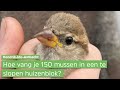 In dit te slopen HUIZENBLOK moeten 150 MUSSEN worden GEVANGEN