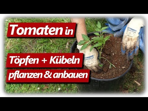 Tomaten im Topf anbauen | Alte Sorten von Aldi