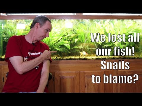 YouTube video about: Will snails eat fish eggs?