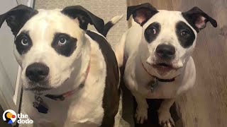 Big 'Panda' Dogs Are So Good With Their New Foster Baby | The Dodo Pittie Nation by The Dodo