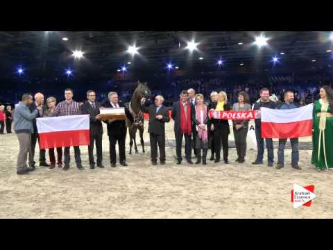 2nd place-N.120 EQUATOR - Paris 2015 - Senior Stallions Championship (Class CM12)