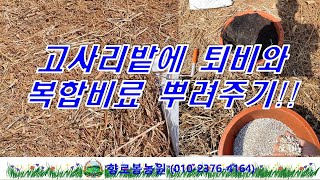 고사리밭 퇴비 그리고 복합비료 뿌려주기