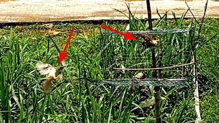 Download lagu Kalau mikat pakai cara ini, seumur hidup gak bakalan beli polot lagi, VERSI ARIF CHANNEL mp3 Download lagu Kalau mikat pakai cara ini, seumur hidup gak bakalan beli polot lagi, VERSI ARIF CHANNEL mp3