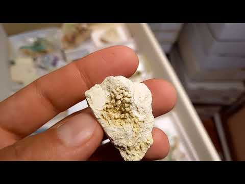 CORAL FOSSIL Stylina subornata  - Upper Jurassic - Wierzbica quarry- POLAND 1G95