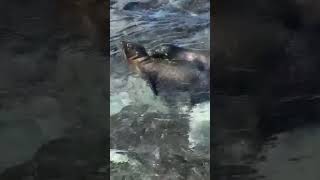 ガラパコスアシカが仲良くお戯れ