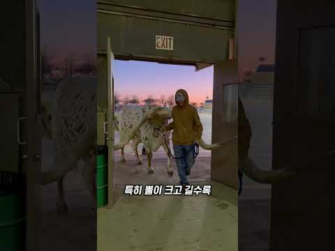 소의 뿔을 자르지 않는 이유