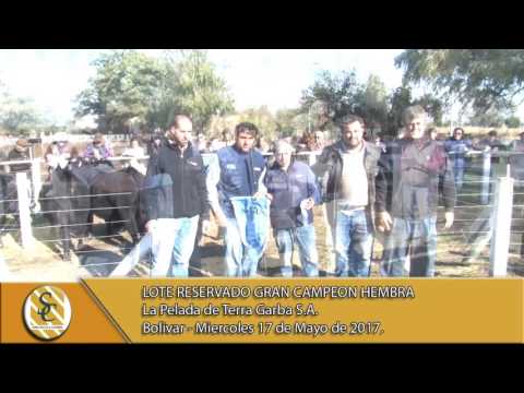 17-05-17 Jura Hembra en Lote - 76º Exposición Angus Otoño - Bolivar