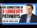 The Connection Of 3 Longevity Pathways Dr David Sinclair Interview Clips