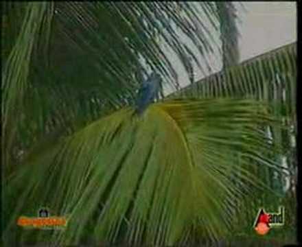 Bhavageethe -  ondu munjavinali ಒಂದು ಮುಂಜಾವಿನಲಿ