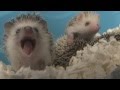 Screaming Hedgehog !!
